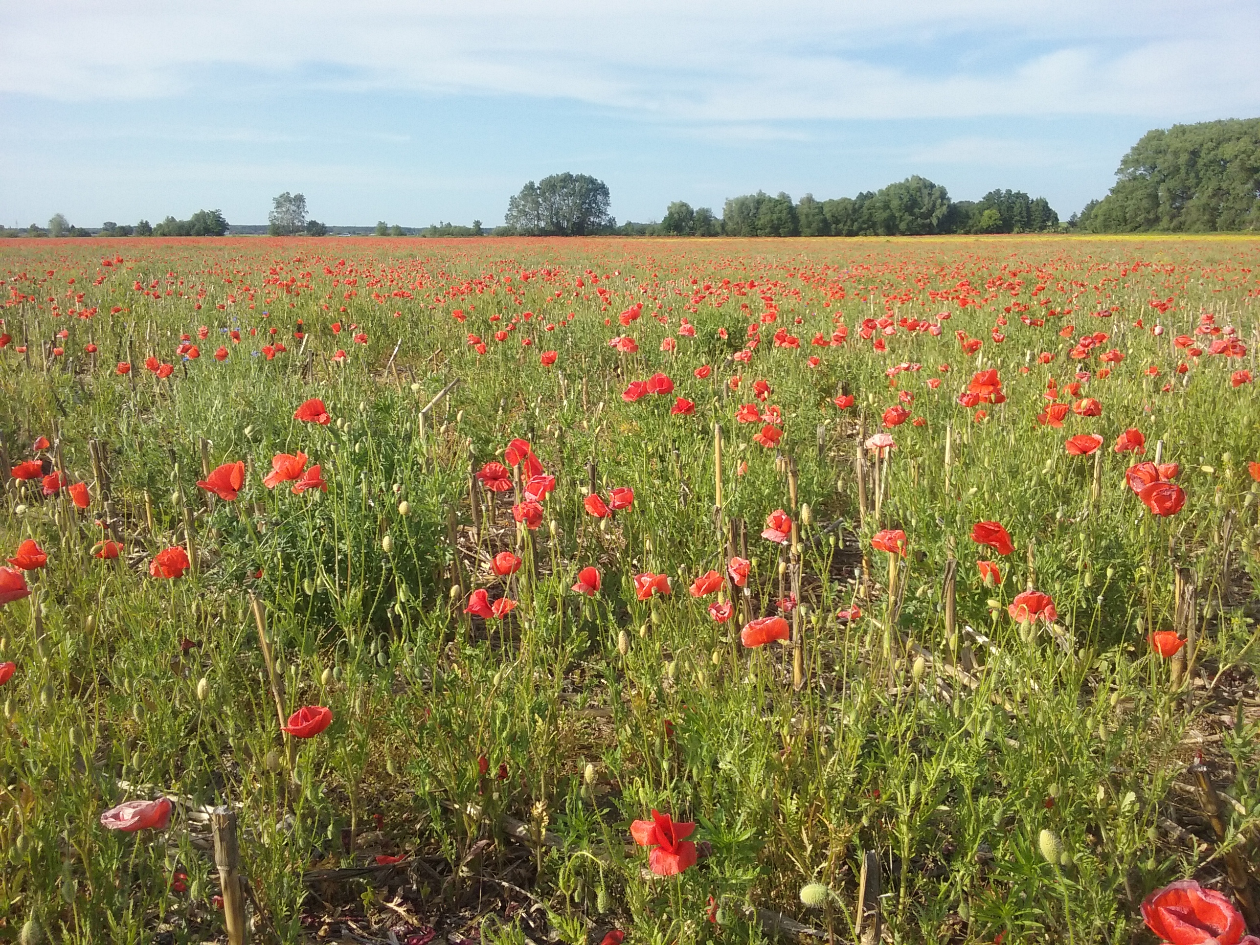 Olaf Cieślik klasa I c zdjęcie 2.jpg